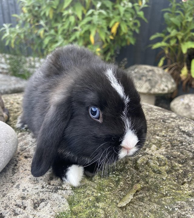 Preview of the first image of Mini Lop Boy Blue Eyes Ready.