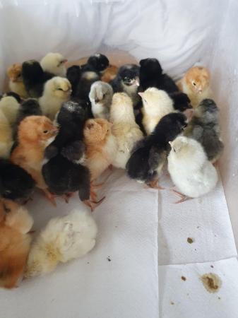 Image 3 of Day old chicks pure breeds and mix