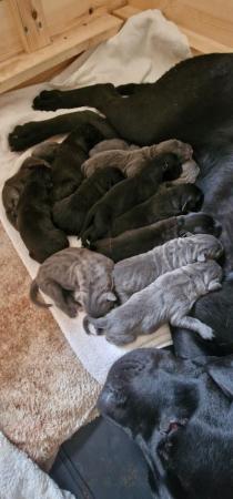 Image 3 of Absolutely stunning Cane Corso puppies!