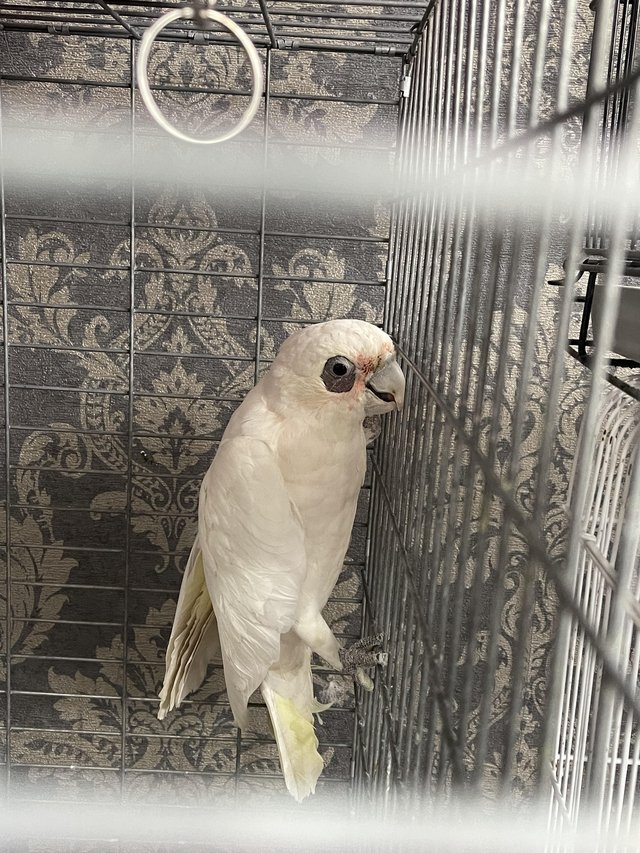 Preview of the first image of Corella cockatoo immaculate big bird.