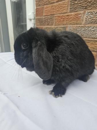 Image 2 of Young adult female mini lop