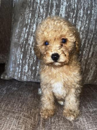 Image 3 of Eight week old Minature toy poodle
