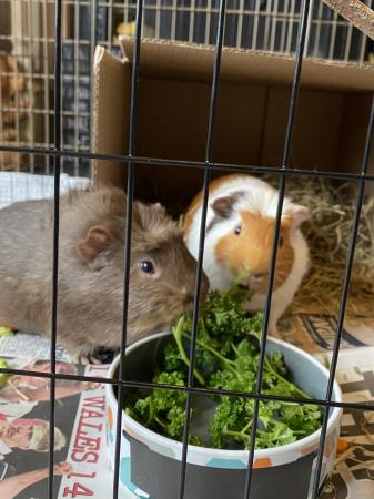 Image 5 of 2 x gorgeous 8 month old Guinea Pigs for sale