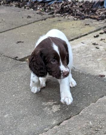 Image 21 of sprocker for sale from loving home