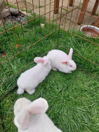 Image 2 of New Zealand white rabbits. Lovely big rabbits, available now