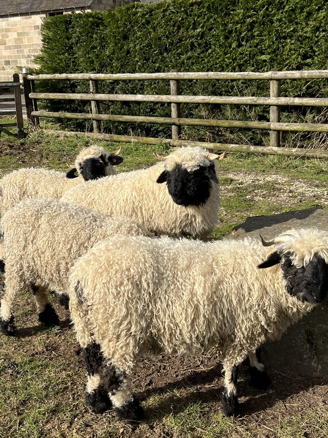 Preview of the first image of 2 pedigree Valais Blacknose shearlings.