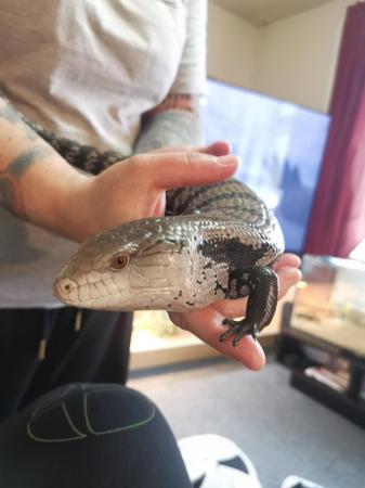 Image 1 of Blue Tongue Skink for rehoming