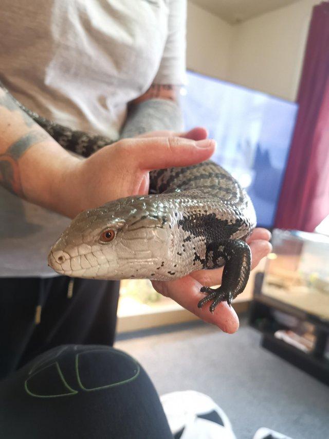Preview of the first image of Blue Tongue Skink for rehoming.