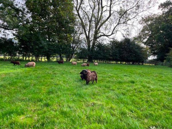Image 4 of Friendly Soay shearling rams for sale