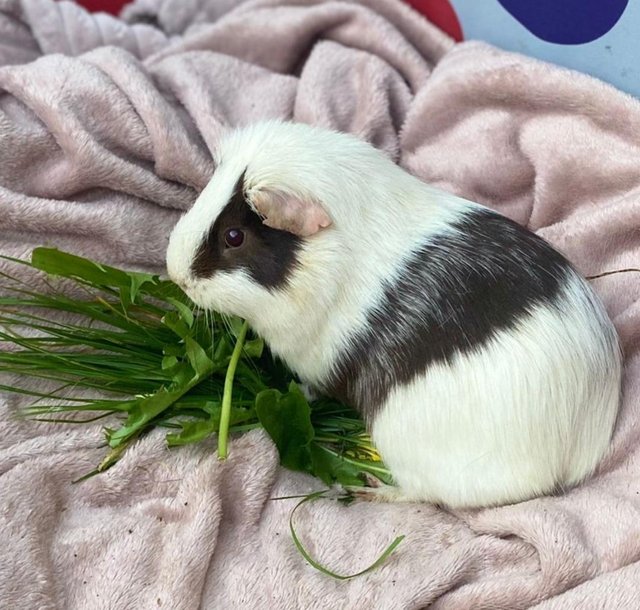 Preview of the first image of Mr Guinea Pig looking for a home.