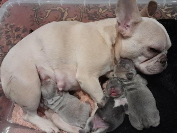 Image 6 of French Bulldog pups ready now!
