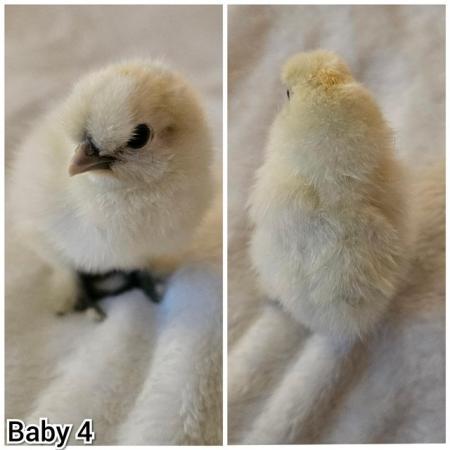 Image 6 of **BRAND NEW** Silkie and Showgirl chicken chick's *RARE*