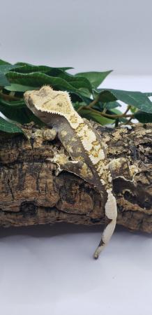 Image 6 of Stunning Crested Gecko For Sale