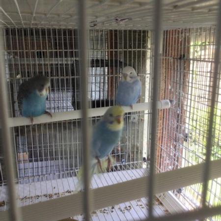 Image 4 of baby blue budgies for sale East Harling.