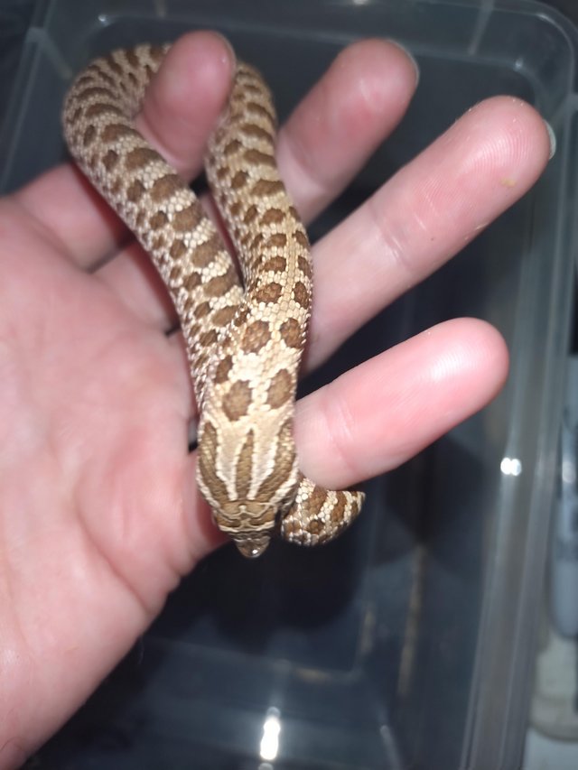 Preview of the first image of (Reserved)Female hognose snake 100% het snow.