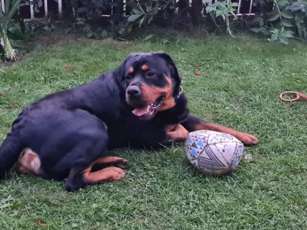 Image 1 of Stunning pure bred rottweiler pups last 3