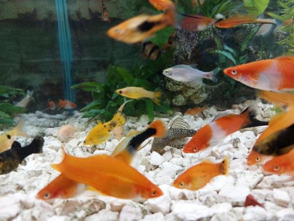 Image 3 of Swordtails fish, Adult size male and females