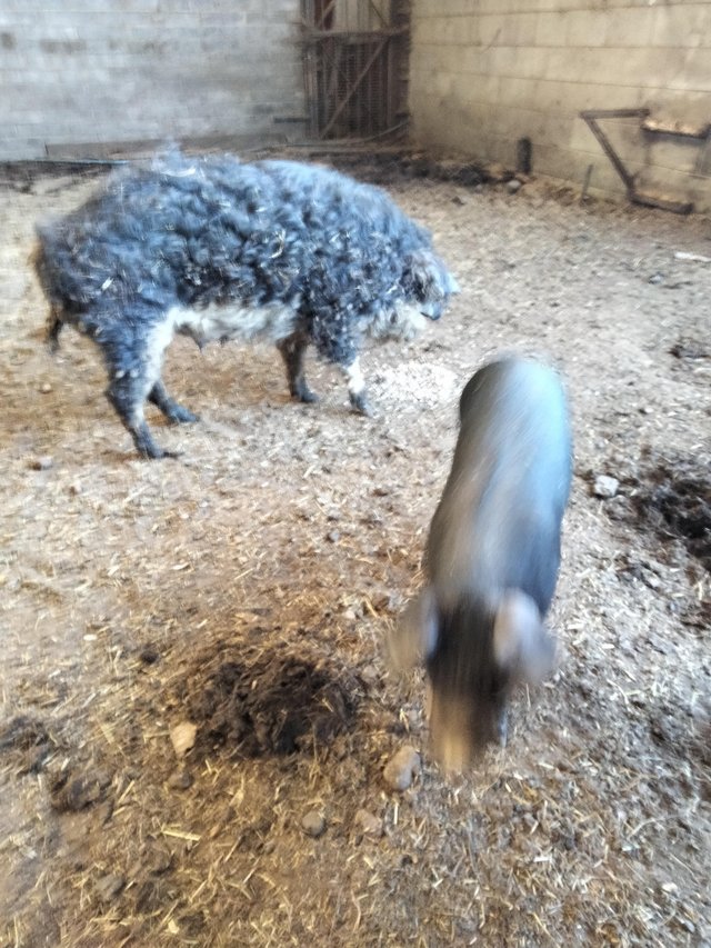 Preview of the first image of Mangalitza Breeding Sow ,,..........