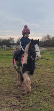 Image 1 of Super quiet Small Adult/ Child pony for sale