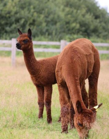 Image 8 of ALPACA  YOUNG FEMALES MAINLY FROM GREY CHAMPIONS
