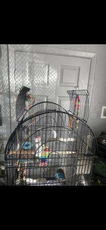 Image 4 of 2 male budgies with cage, accessories, toys and food