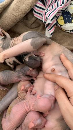 Image 2 of Sell kittens Sphynx. 2 males and 1 females