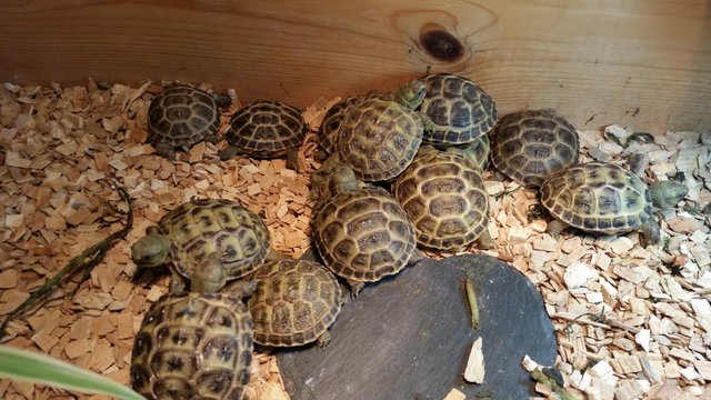 Image 3 of Baby horsefield tortoises with full set up