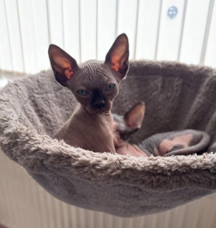Image 16 of 2 sphynx kittens ready now for loving homes