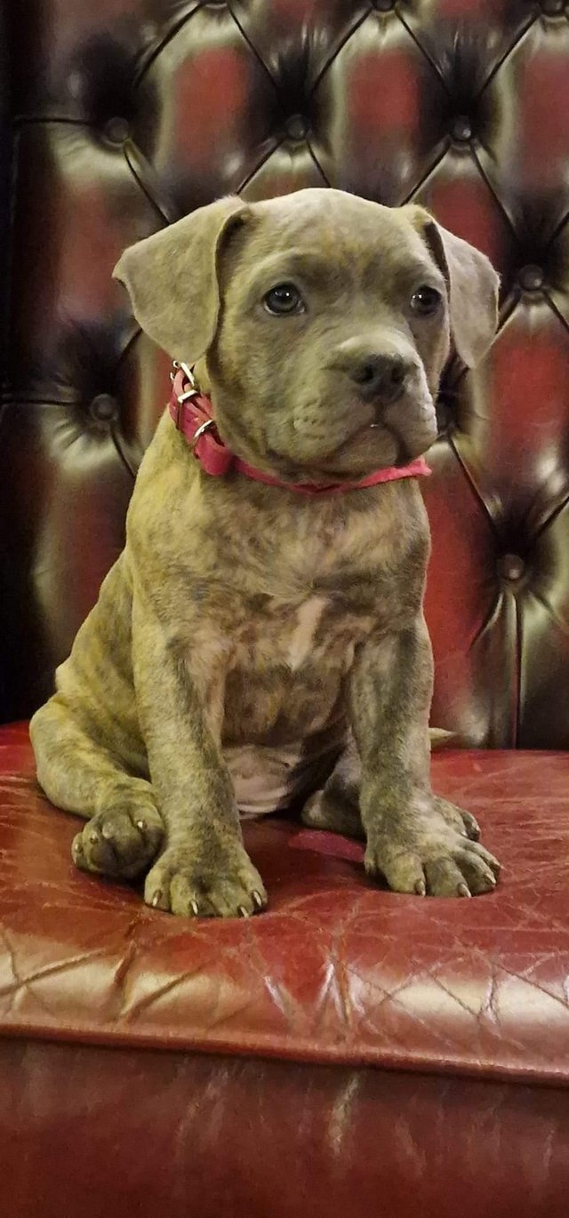 Preview of the first image of Puppy pocket bully X frenchy female.