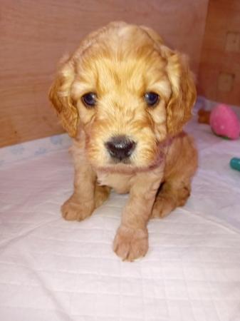 Image 6 of F1 cavapoo puppies for sale
