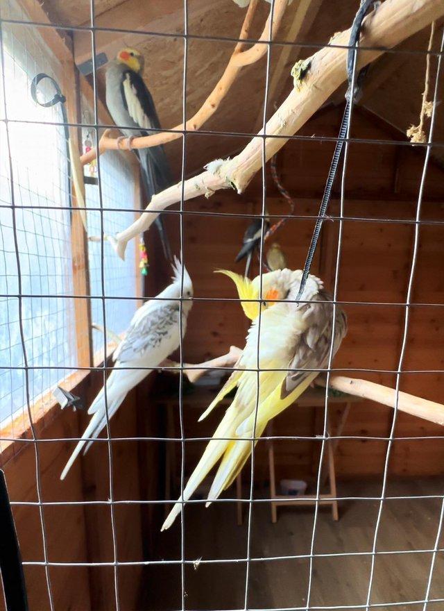 Preview of the first image of Looking for anyone rehoming cockatiels.