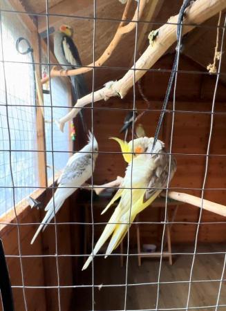 Image 1 of Looking for anyone rehoming cockatiels