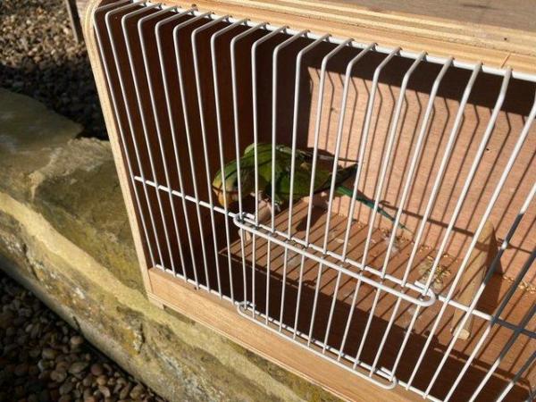 Image 3 of Plum Head Parakeets Parent Reared