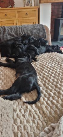 Image 4 of Registered cocker spaniel puppies.