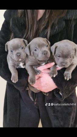 Image 2 of Pedigree blue Staffordshire bull terrier puppies