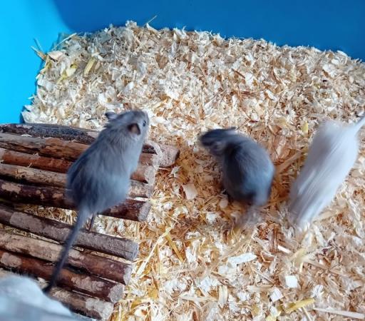 Image 5 of Gerbils for sale males and females