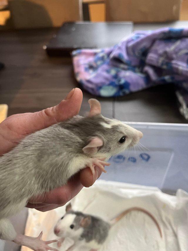 Preview of the first image of 5 half dumbo ear baby rats only 1 girl left and 4 boys.