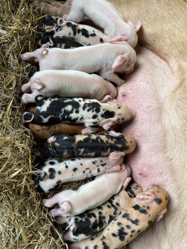 Preview of the first image of PIG WEANERS FOR SALE (MIX BREED).