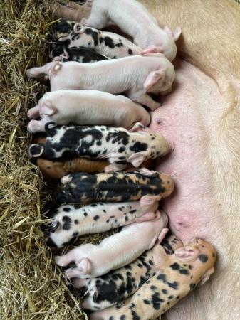 Image 1 of PIG WEANERS FOR SALE (MIX BREED)