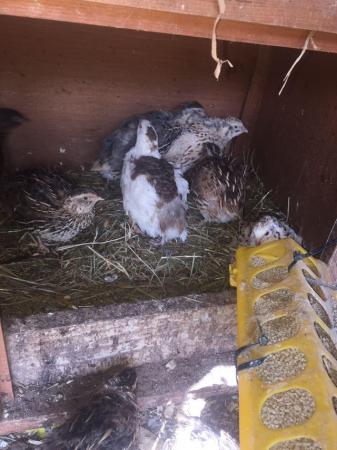Image 25 of SEXED QUAILS AVAILABLE !