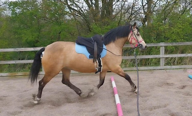Image 4 of County Standard Buckskin Mare, 4 Whites Drastically reduced*