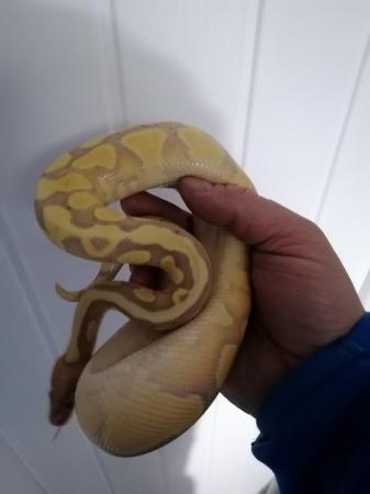 Image 1 of Banana royal python for sale around 8month old