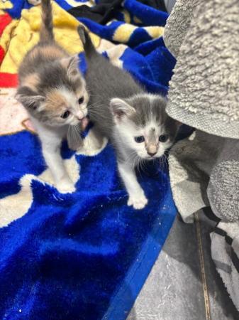 Image 3 of Adorable Kittens for sale