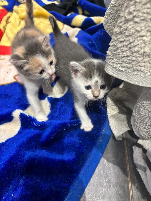 Preview of the first image of Adorable Kittens for sale.