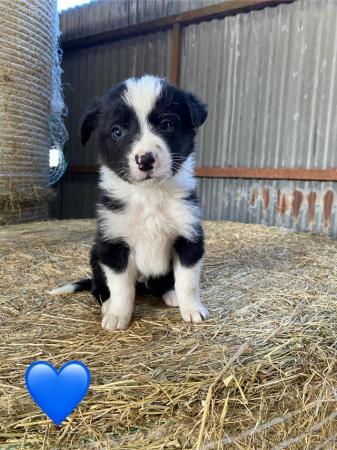Image 4 of Lovely litter of Border Collie Puppies