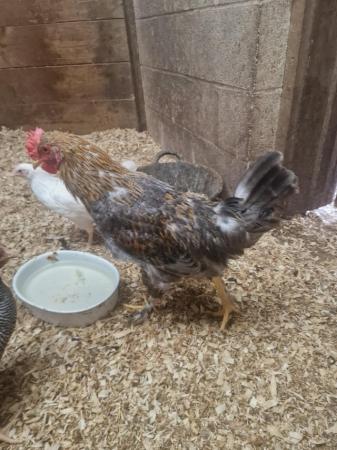 Image 1 of 2 x mixed breed cockerels for sale approx 6 m