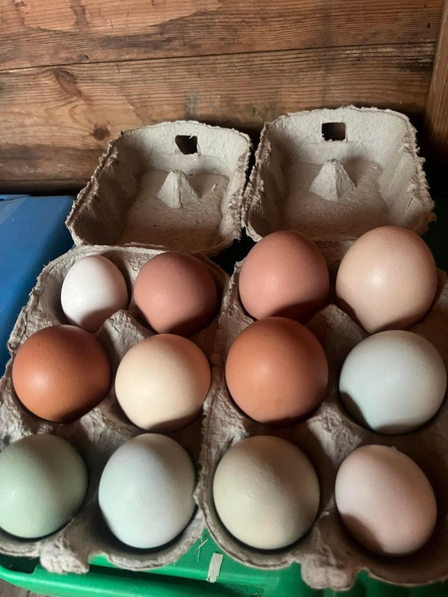 Preview of the first image of Rainbow colour hatching eggs.