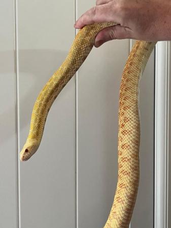 Image 8 of NOW SOLD sub adult bullsnakes for sale.