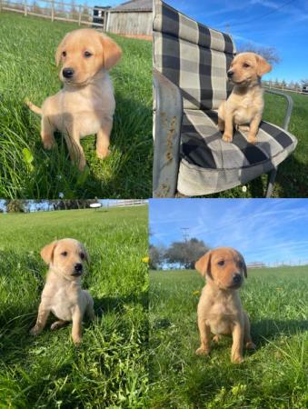 Image 1 of OUTSTANDING LITTER OF FOX RED AND YELLOW LABRADOR PUPPIES