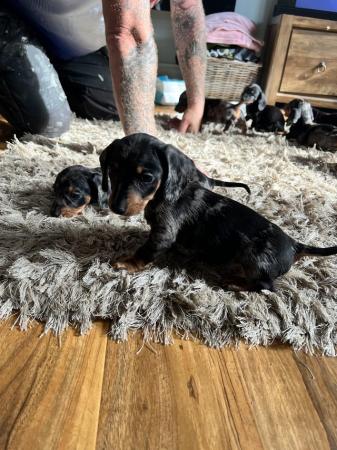 Image 14 of READY NOW  Midi dachshund puppies